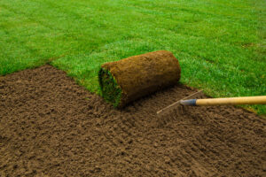 How do you grow a new lawn?